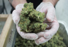 Silver Stem Fine Cannabis: Uncommon Flower, Uncommon Experience SilverStem-Fine-Cannabis-flower-mg-Magazine-mgretailer