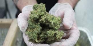 Silver Stem Fine Cannabis: Uncommon Flower, Uncommon Experience SilverStem-Fine-Cannabis-flower-mg-Magazine-mgretailer