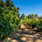 California Cannabis Trade Org Launches Fundraiser to Fuel Policy Change California-Cannabis-Trade-Org-Launches-Fundraiser-to-Fuel-Policy-Change-cannabis-news-mg-magazine-mgretailer