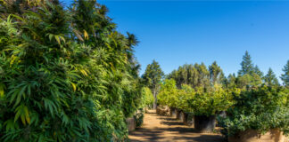 California Cannabis Trade Org Launches Fundraiser to Fuel Policy Change California-Cannabis-Trade-Org-Launches-Fundraiser-to-Fuel-Policy-Change-cannabis-news-mg-magazine-mgretailer