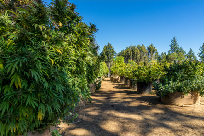 California-Cannabis-Trade-Org-Launches-Fundraiser-to-Fuel-Policy-Change-cannabis-news-mg-magazine-mgretailer
