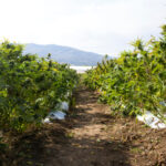 How Much U.S. Farmland Should Be Dedicated to Hemp Crops? How-Much-U.S.-Farmland-Should-Be-Dedicated-to-Hemp-Crops-cannabis-news-mg-magazine-mgretailer