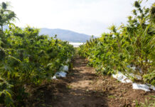 How Much U.S. Farmland Should Be Dedicated to Hemp Crops? How-Much-U.S.-Farmland-Should-Be-Dedicated-to-Hemp-Crops-cannabis-news-mg-magazine-mgretailer