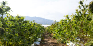 How Much U.S. Farmland Should Be Dedicated to Hemp Crops? How-Much-U.S.-Farmland-Should-Be-Dedicated-to-Hemp-Crops-cannabis-news-mg-magazine-mgretailer