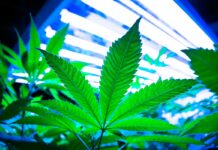 Plant-Optimized Light Spectrums Maximize Growth, Quality, and Yield Plant-Optimized-Light-Spectrums-Maximize-Growth-Quality-and-Yield-Kevin-Frender-guest-column-mg-magazine-mgretailer