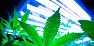 Plant-Optimized Light Spectrums Maximize Growth, Quality, and Yield Plant-Optimized-Light-Spectrums-Maximize-Growth-Quality-and-Yield-Kevin-Frender-guest-column-mg-magazine-mgretailer