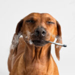 Kary Radestock Celebrates Hippo Premium Packaging’s Birthday in Canna Years Kary-Radestock-Celebrates-Hippo-Premium-Packagings-Birthday-in-Canna-Years-cannabis-news-mg-magazine-mgretailer