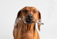 Kary Radestock Celebrates Hippo Premium Packaging’s Birthday in Canna Years Kary-Radestock-Celebrates-Hippo-Premium-Packagings-Birthday-in-Canna-Years-cannabis-news-mg-magazine-mgretailer