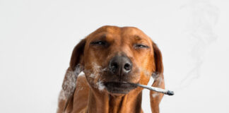 Kary Radestock Celebrates Hippo Premium Packaging’s Birthday in Canna Years Kary-Radestock-Celebrates-Hippo-Premium-Packagings-Birthday-in-Canna-Years-cannabis-news-mg-magazine-mgretailer