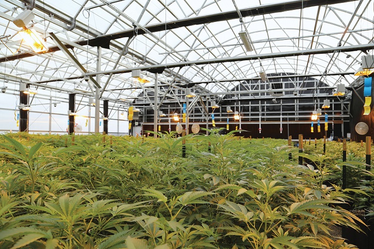 New-Legal-States-Mean-New-Opportunities-for-Growers-GrowSpan-2-cannabis-news-mg-magazine-mgretailer