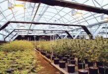 New Legal States Mean New Opportunities for Cultivators New-Legal-States-Mean-New-Opportunities-for-Growers-GrowSpan-cannabis-news-mg-magazine-mgretailer