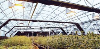 New Legal States Mean New Opportunities for Cultivators New-Legal-States-Mean-New-Opportunities-for-Growers-GrowSpan-cannabis-news-mg-magazine-mgretailer