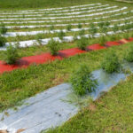 USDA’s Domestic Hemp Production Guidance Now in Effect USDA-Domestic-Hemp-Production-Guidance-Now-in-Effect-cannabis-news-mg-magazine-mgretailer