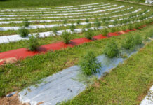 USDA’s Domestic Hemp Production Guidance Now in Effect USDA-Domestic-Hemp-Production-Guidance-Now-in-Effect-cannabis-news-mg-magazine-mgretailer