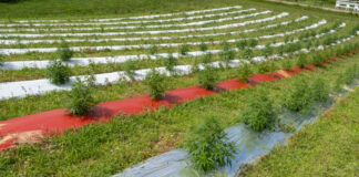 USDA’s Domestic Hemp Production Guidance Now in Effect USDA-Domestic-Hemp-Production-Guidance-Now-in-Effect-cannabis-news-mg-magazine-mgretailer