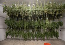 Is Organic the Way Forward for the Cannabis Industry? Is-Organic-the-Way-Forward-for-the-Cannabis-Industry-cannabis-news-mg-magazine-mgretailer