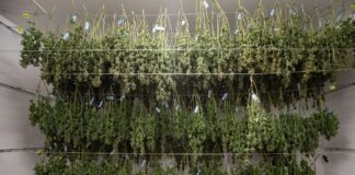 Is Organic the Way Forward for the Cannabis Industry? Is-Organic-the-Way-Forward-for-the-Cannabis-Industry-cannabis-news-mg-magazine-mgretailer