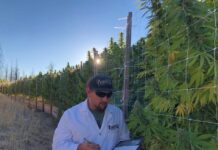 Humboldt Seed Company Partners With Nymera to Offer World’s First Feminized, Organic-Certified Cannabis Seeds Nathaniel Pennington, founder & CEO of Humboldt Seed Company evaluates Humboldt cannabis varieties in California's cannabis epicenter.