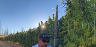 Humboldt Seed Company Partners With Nymera to Offer World’s First Feminized, Organic-Certified Cannabis Seeds Nathaniel Pennington, founder & CEO of Humboldt Seed Company evaluates Humboldt cannabis varieties in California's cannabis epicenter.