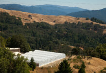 Legal Perspective: California’s Cannabis Appellation Program Humboldt County cannabis appellation Canna Obscura mg Magazine mgretailer