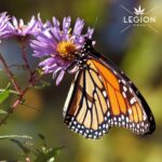 The Legion of Bloom Partners with Environmental Not-for-Profits Legion of Bloom Monarch