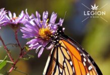The Legion of Bloom Partners with Environmental Not-for-Profits Legion of Bloom Monarch