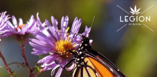The Legion of Bloom Partners with Environmental Not-for-Profits Legion of Bloom Monarch