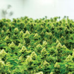 Coffee Affects same Areas of Brain as Cannabis Caliva Cannabis Growing Room mg Magazine mgretailer