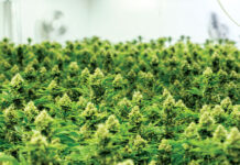 Coffee Affects same Areas of Brain as Cannabis Caliva Cannabis Growing Room mg Magazine mgretailer