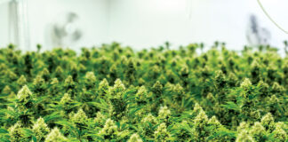 Coffee Affects same Areas of Brain as Cannabis Caliva Cannabis Growing Room mg Magazine mgretailer