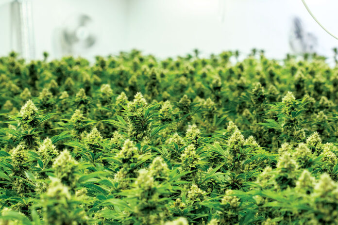 Caliva Cannabis Growing Room mg Magazine mgretailer