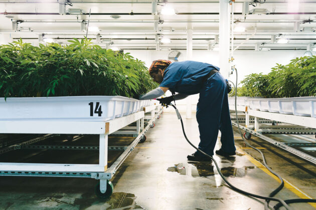 Grow-Op-Farms employee working in cannabis grow room mg Magazine mgretailer