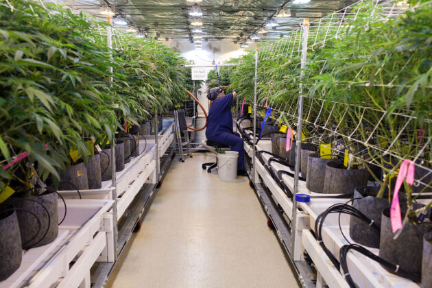 Grow Op Farms indoor cannabis grow mg Magazine mgretailer