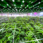 Automate to Increase Indoor Cannabis Cultivation Quality, Yield Outer Elements Photography cannabis indoor growing room mg Magazine mgretailer