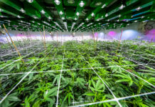 Automate to Increase Indoor Cannabis Cultivation Quality, Yield Outer Elements Photography cannabis indoor growing room mg Magazine mgretailer