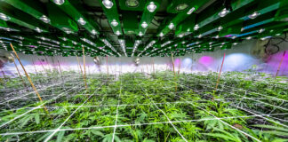 Automate to Increase Indoor Cannabis Cultivation Quality, Yield Outer Elements Photography cannabis indoor growing room mg Magazine mgretailer