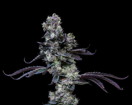 cannabis flower Wedding Cake from Coastal-Roots by Mike Rosati mg Magazine mgretailer