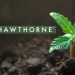 Rhizoflora expands Hawthorne’s nutrients portfolio hawthorne gardening cannabis mg Magazine mgretailler