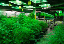 Indoor Cultivation is a Growth Industry indoor cannabis cultivation photo By Mitch-M mg Magazine mgretailer