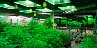 Indoor Cultivation is a Growth Industry indoor cannabis cultivation photo By Mitch-M mg Magazine mgretailer