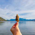 Cannabis Roots Reach Well Beyond the U.S. Cannabis is a global issue photo by Roxana-Gonzalez mg Magazine mgretailer