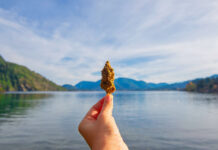 Cannabis Roots Reach Well Beyond the U.S. Cannabis is a global issue photo by Roxana-Gonzalez mg Magazine mgretailer