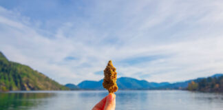 Cannabis Roots Reach Well Beyond the U.S. Cannabis is a global issue photo by Roxana-Gonzalez mg Magazine mgretailer