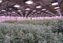 The Cannabis Cultivation Costs by State cultivation costs indoor cannabis farm Revolution Micro cultivation licensing