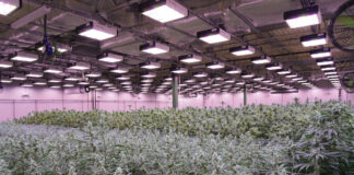 The Cannabis Cultivation Costs by State cultivation costs indoor cannabis farm Revolution Micro cultivation licensing