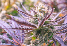 Cultivators, Retailers, Innovators 3C Farms cannabis plant mg Magazine mgretailer