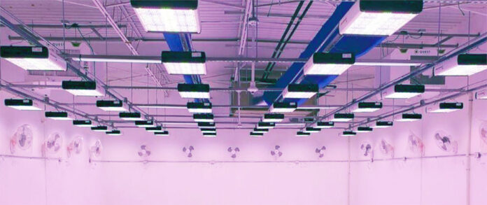Blue Purple Next-Gen Avici Room Light Setup Revolution Micro mg Magazine mgretailer