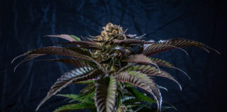 Good Cannabis Packaging Simply Isn’t Enough Tropicana Punch cannabis plant Jerez80 mg Magazine