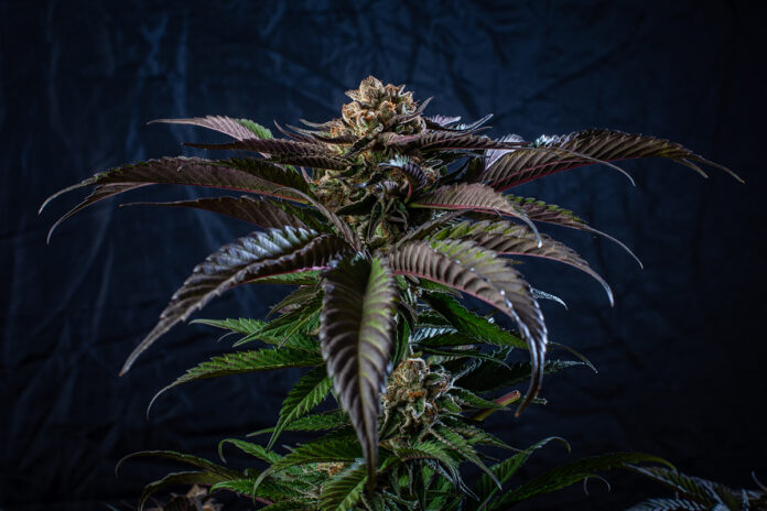 Tropicana Punch cannabis plant Jerez80 mg Magazine