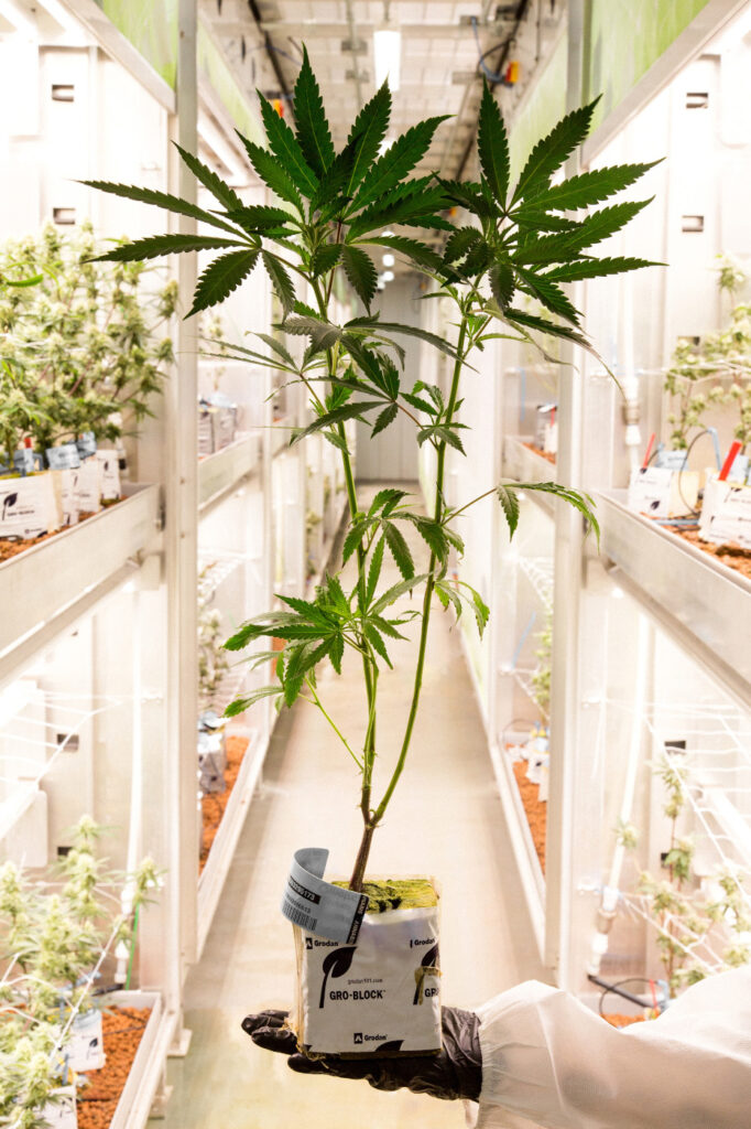 Agrify cannabis plant in grow room